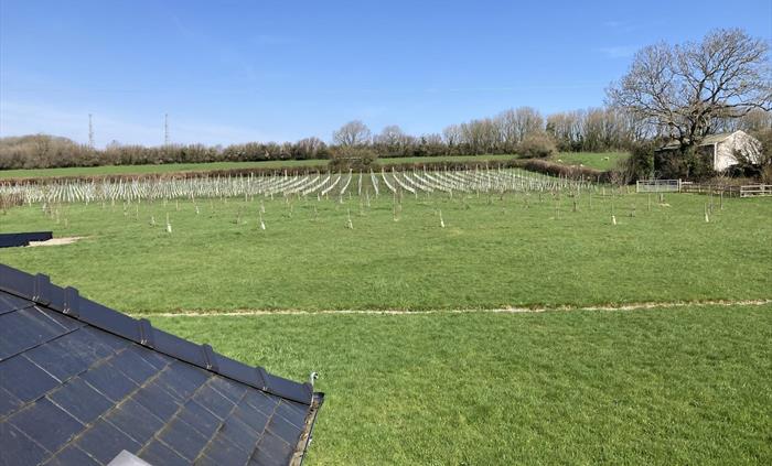Visitors are welcome to walk around the vineyard, orchard and wildflower meadow.